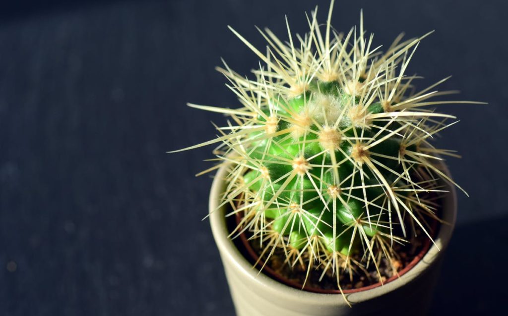 Cactus