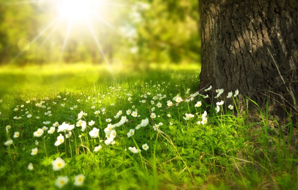 Flowers growing under the shade of a tree