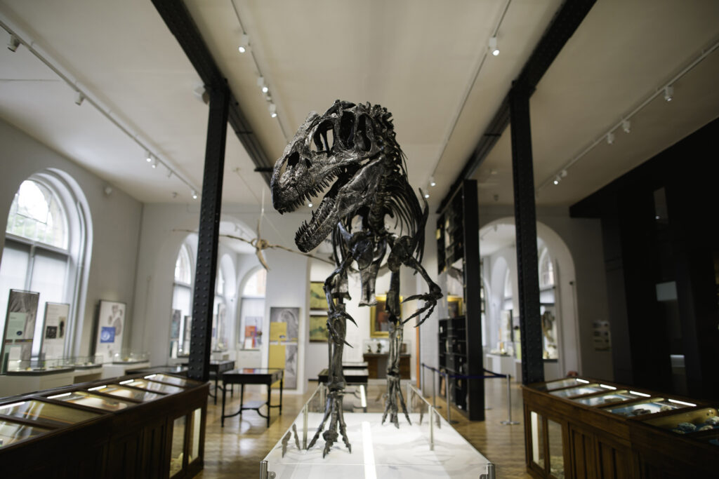 Dinosaur skeleton at Lapworth Museum of Geology