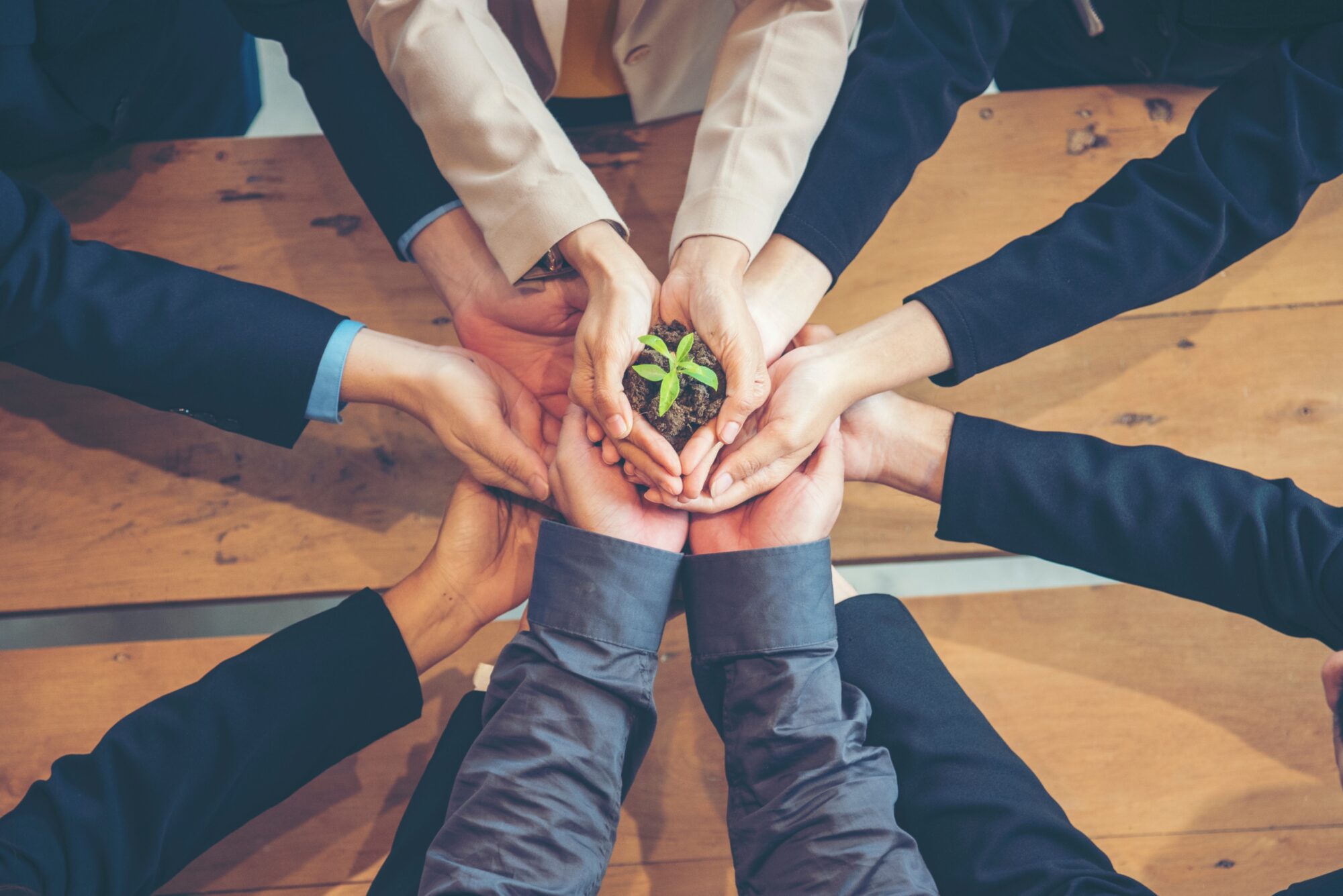 Business people holding their hands together to support seedling growth; sustainable events concept.