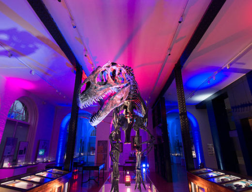 Dinosaur exhibit at the Lapworth Museum of Geology