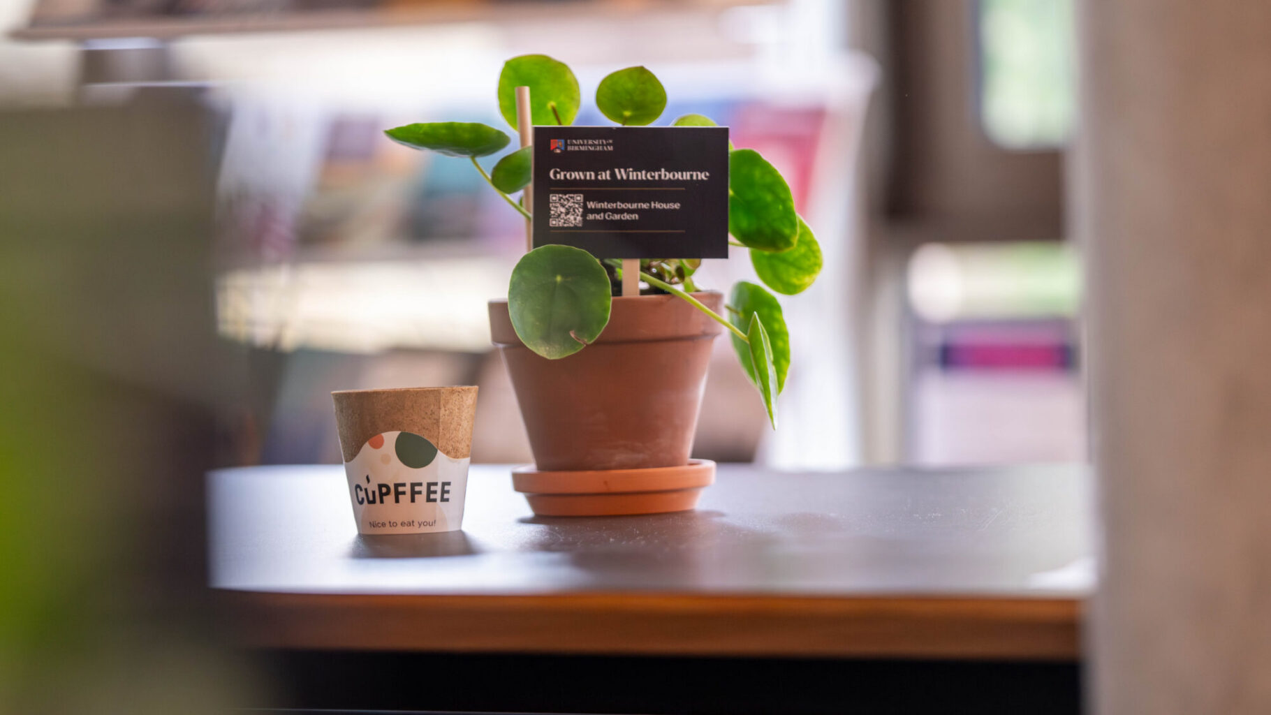 A compostable coffee cup next to a plant grown by Winterbourne